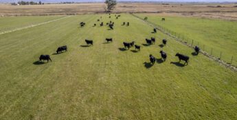 Aerial view of black cattle grazing on a green pasture, enclosed by fences, with dry fields and mountains in the background—an example of creating stewardship-driven value on ranches.