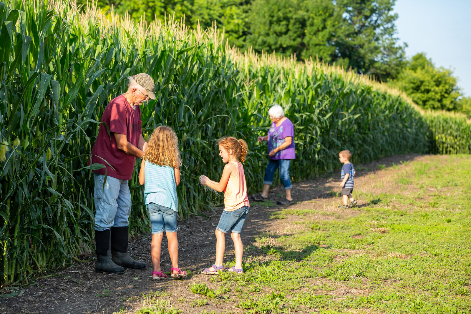 An older man and two children stand by tall corn plants, while an older woman and two smaller children walk nearby on a sunny day—connecting transitioning farmers with future farmers across generations.