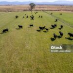 Aerial view of black cows grazing on a large green pasture, enclosed by fences, with dry fields and mountains visible in the background.