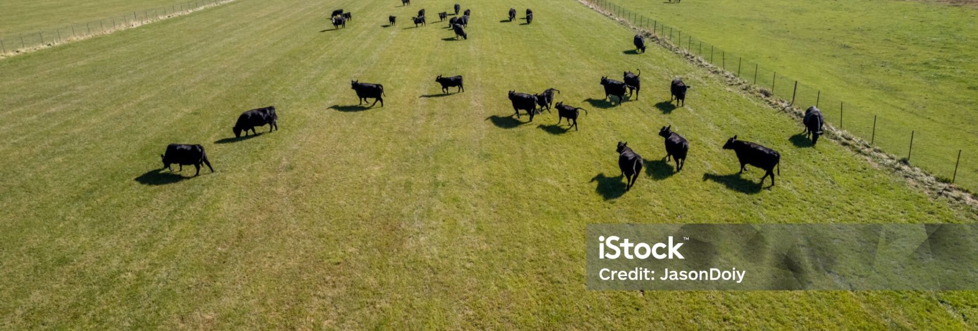 Aerial view of black cows grazing on a large green pasture, enclosed by fences, with dry fields and mountains visible in the background.