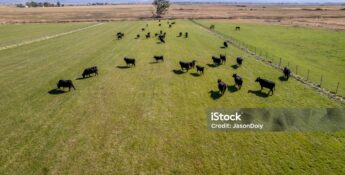 Aerial view of black cows grazing on a large green pasture, enclosed by fences, with dry fields and mountains visible in the background.