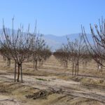 Rows of young, leafless orchard trees are planted in dry soil, with irrigation lines running along the ground—an example of climate resilience in California specialty crops—framed by mountains under a clear sky.