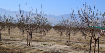 Rows of young, leafless orchard trees are planted in dry soil, with irrigation lines running along the ground—an example of climate resilience in California specialty crops—framed by mountains under a clear sky.