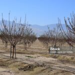 Young, leafless almond trees planted in evenly spaced rows in a dry, cultivated orchard with irrigation hoses on the ground and mountains in the background.