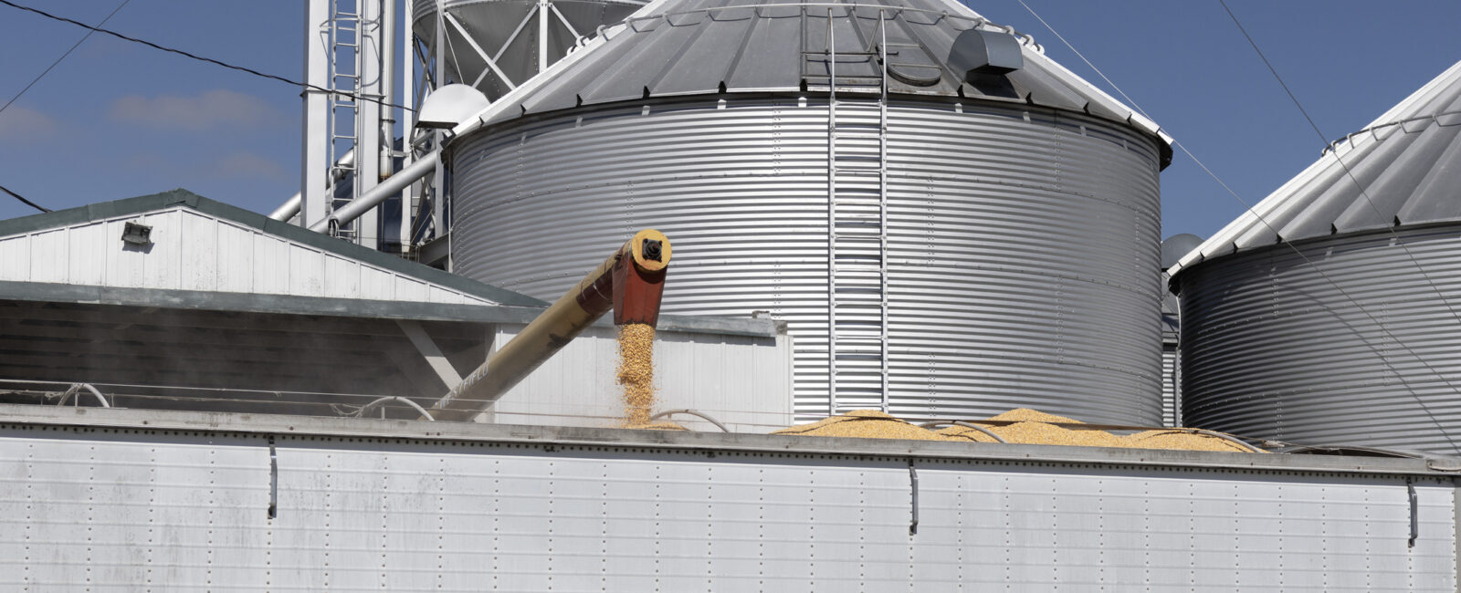 A grain auger unloads corn from metal silos into a large white truck trailer at a grain storage facility under clear blue sky.