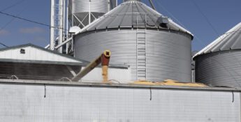 A grain auger unloads corn from metal silos into a large white truck trailer at a grain storage facility under clear blue sky.