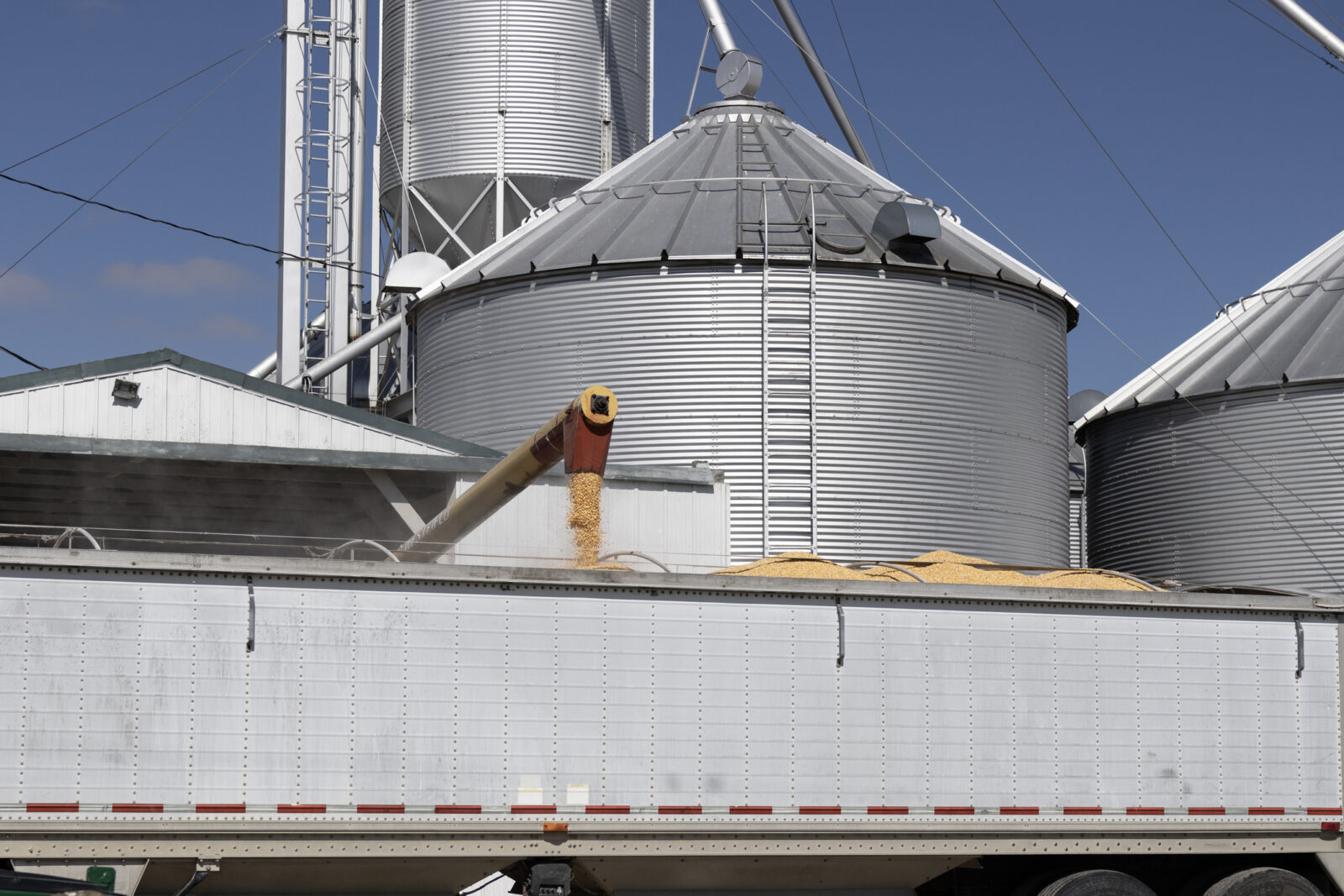 A grain auger unloads corn from metal silos into a large white truck trailer at a grain storage facility under clear blue sky.