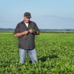 A man wearing a black shirt and cap examines plants in the middle of a green field under a clear blue sky.