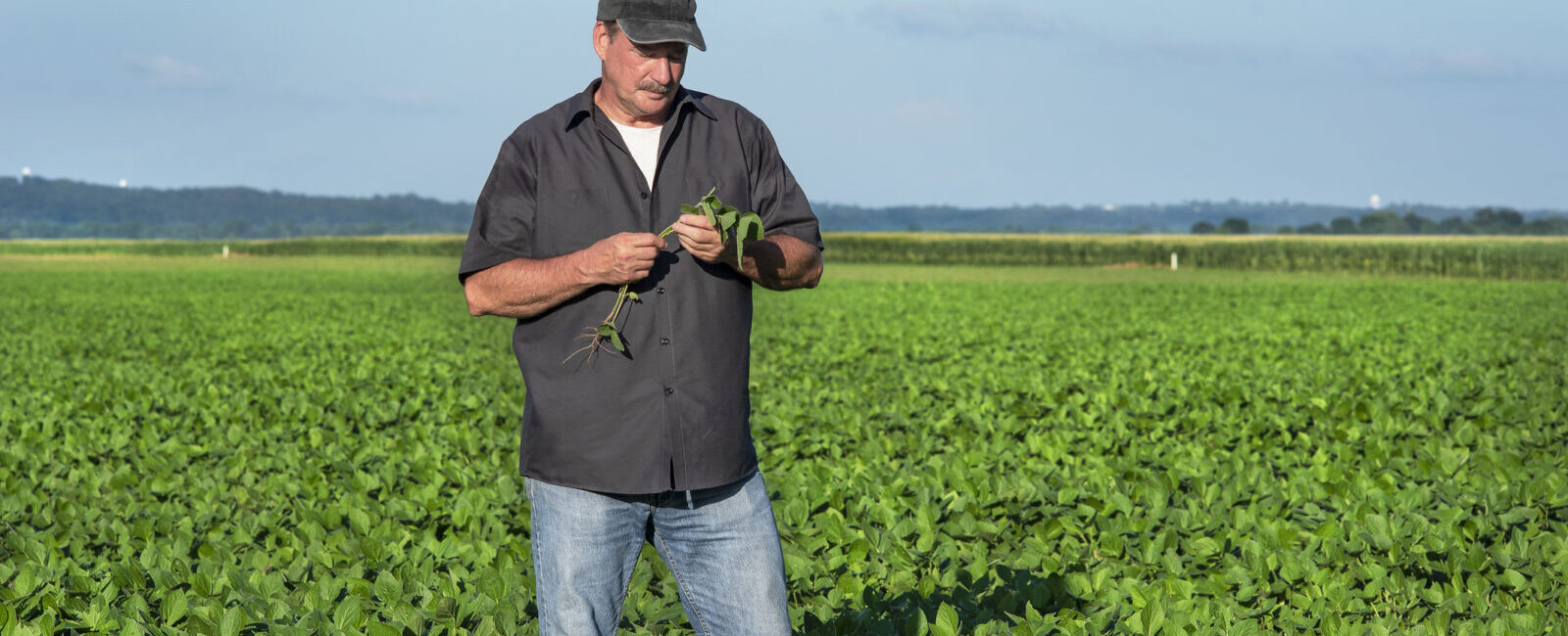 A man wearing a black shirt and cap examines plants in the middle of a green field under a clear blue sky.