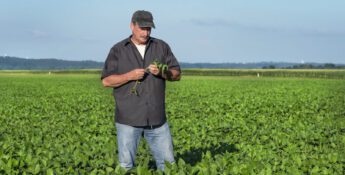 A man wearing a black shirt and cap examines plants in the middle of a green field under a clear blue sky.