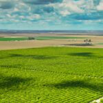 Aerial view of large, organized green agricultural fields with rows of crops under a partly cloudy sky.
