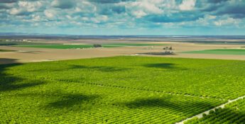 Aerial view of large, organized green agricultural fields with rows of crops under a partly cloudy sky.