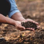 A person crouches outdoors, holding a pile of soil in their hands over a patch of bare ground.