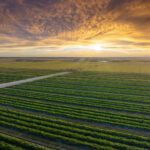 Aerial view of green crop rows in a flat agricultural field under a dramatic cloudy sunset sky.