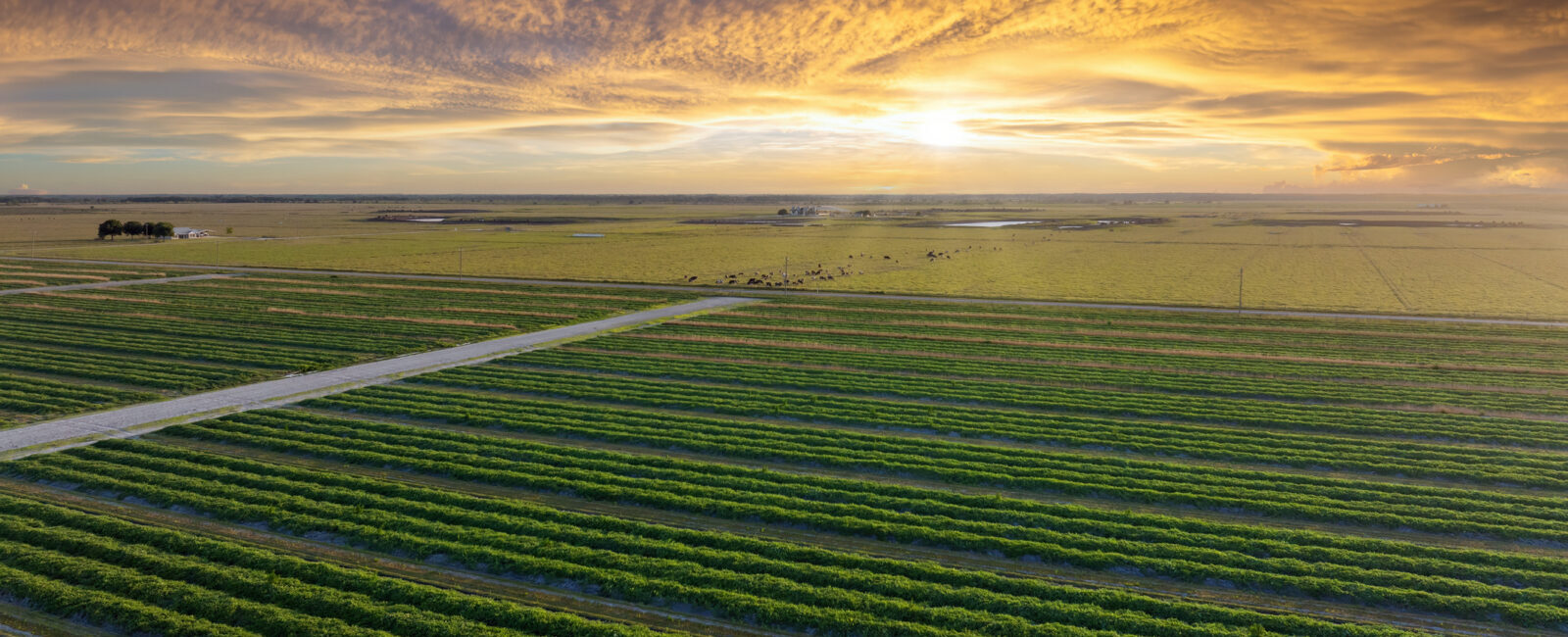 Aerial view of green crop rows in a flat agricultural field under a dramatic cloudy sunset sky.