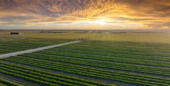 Aerial view of green crop rows in a flat agricultural field under a dramatic cloudy sunset sky.