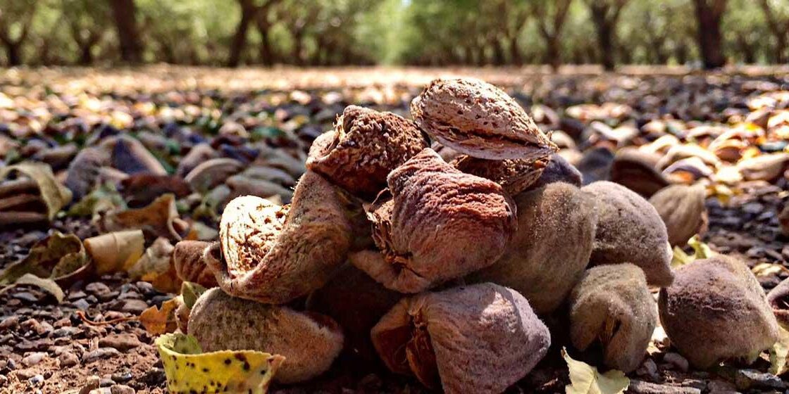 Latest Tariff Relief Changes Affect Almond, Cherry & Hog Producers