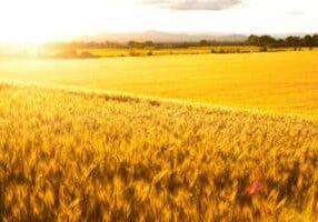A ripe wheat field glowing as the sun sets into the sky.